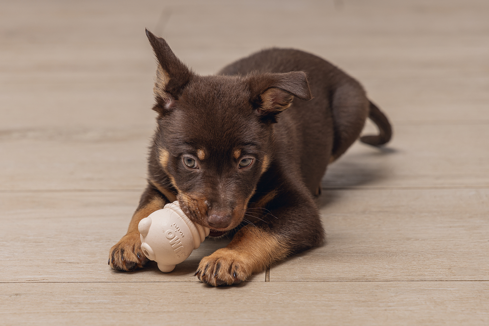Beeztees Yavru Köpek Sumo Mını Dental Oyuncak Xs Beeztees Yavru Köpek Sumo Mını Dental Oyuncak Xs