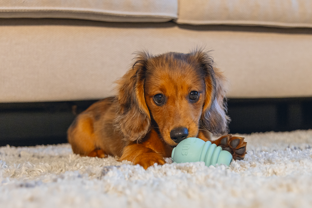 Beeztees Yavru Köpek Sumo Mını Dental Oyuncak Xs Beeztees Yavru Köpek Sumo Mını Dental Oyuncak Xs