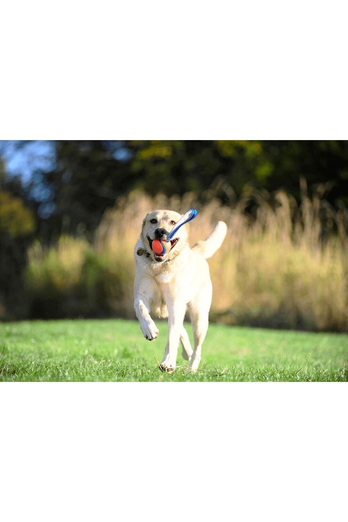 Chuckit Köpek Çekiştirme Topu ! Ultra Tug Chuckit Köpek Çekiştirme Topu ! Ultra Tug