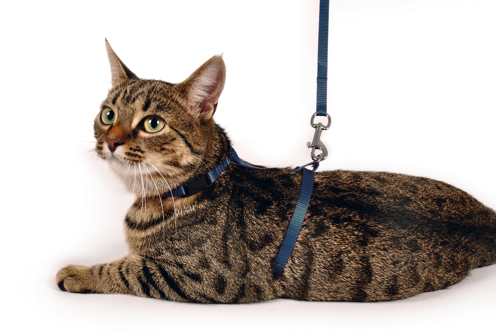 Karlıe Kedi Göğüs Tasması Mavi 110 Karlıe Kedi Göğüs Tasması Mavi 110